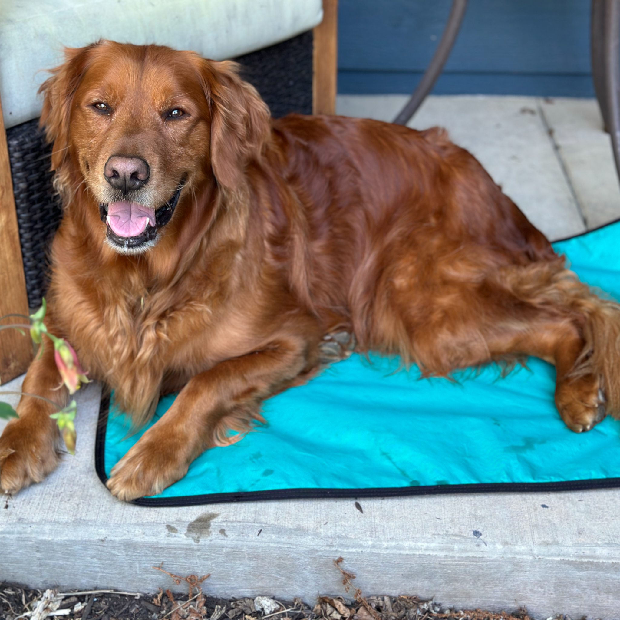 LUWELLO, LLC - Wholesale Pet Bed - Dog - Portable Dog Settle Mat11