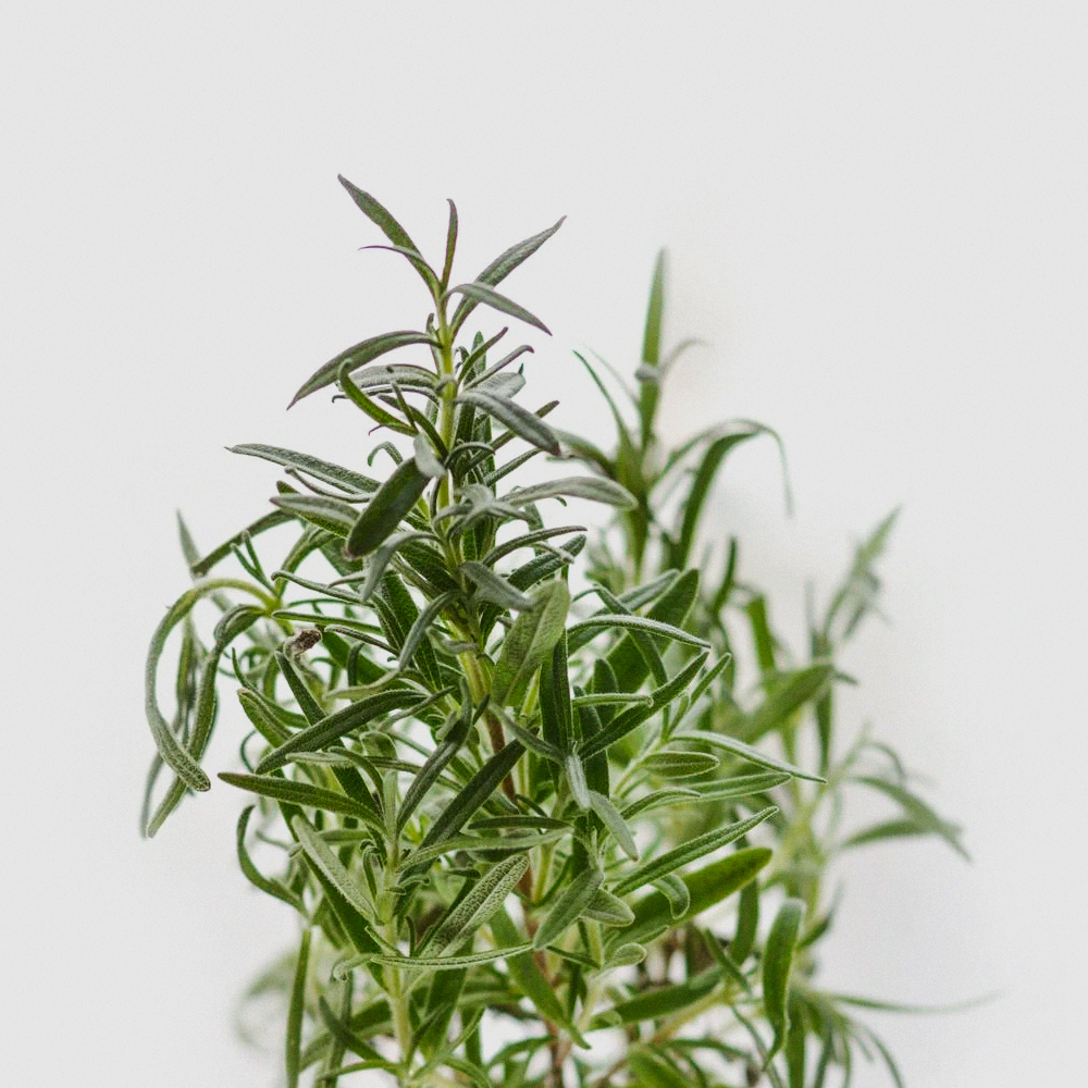 BerlinGreen - Vente Graines de plantes - Romarin1