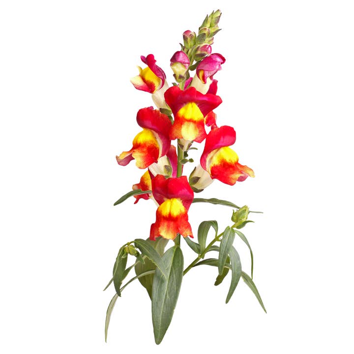 Piccolo Seeds - Wholesale Plant Seeds - Snapdragon Brighton Rock1