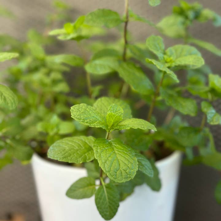 Suzy Spa Essentials - Wholesale Hair Oil - Rosemary Hair Growth Oil, Scalp + Hair Nourishment 1oz + 2oz7