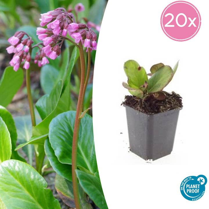 Oasis of Life - Wholesale Live Plant - Bergenia – Bergenia cordifolia 'Herbstblüte' – ↕10-25cm – Ø9cm – 20 plants – evergreen & hardy1