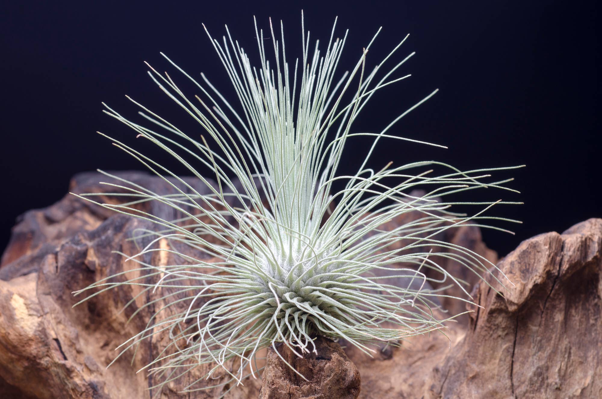 The Artizan Way - Vente Plante - Tillandsia Fuchsii Var. Gracilis8