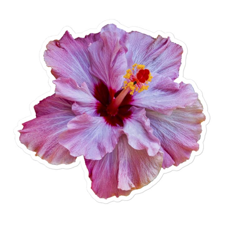 Hibiscus pourpre pour la vente par Kāpili
