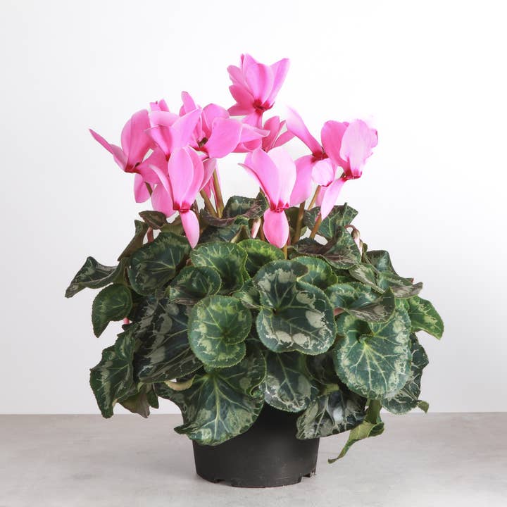 Thorsen's Greenhouse - Wholesale Live Plant - Blooming Cyclamen - Assorted Color - 6" Live Plant