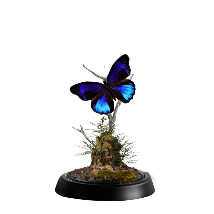 Instar Innovations - Wholesale Decorative Tabletop Object - REAL - Moth Diorama -6X4 Inch Dome Diorama - Eunica excelsa2
