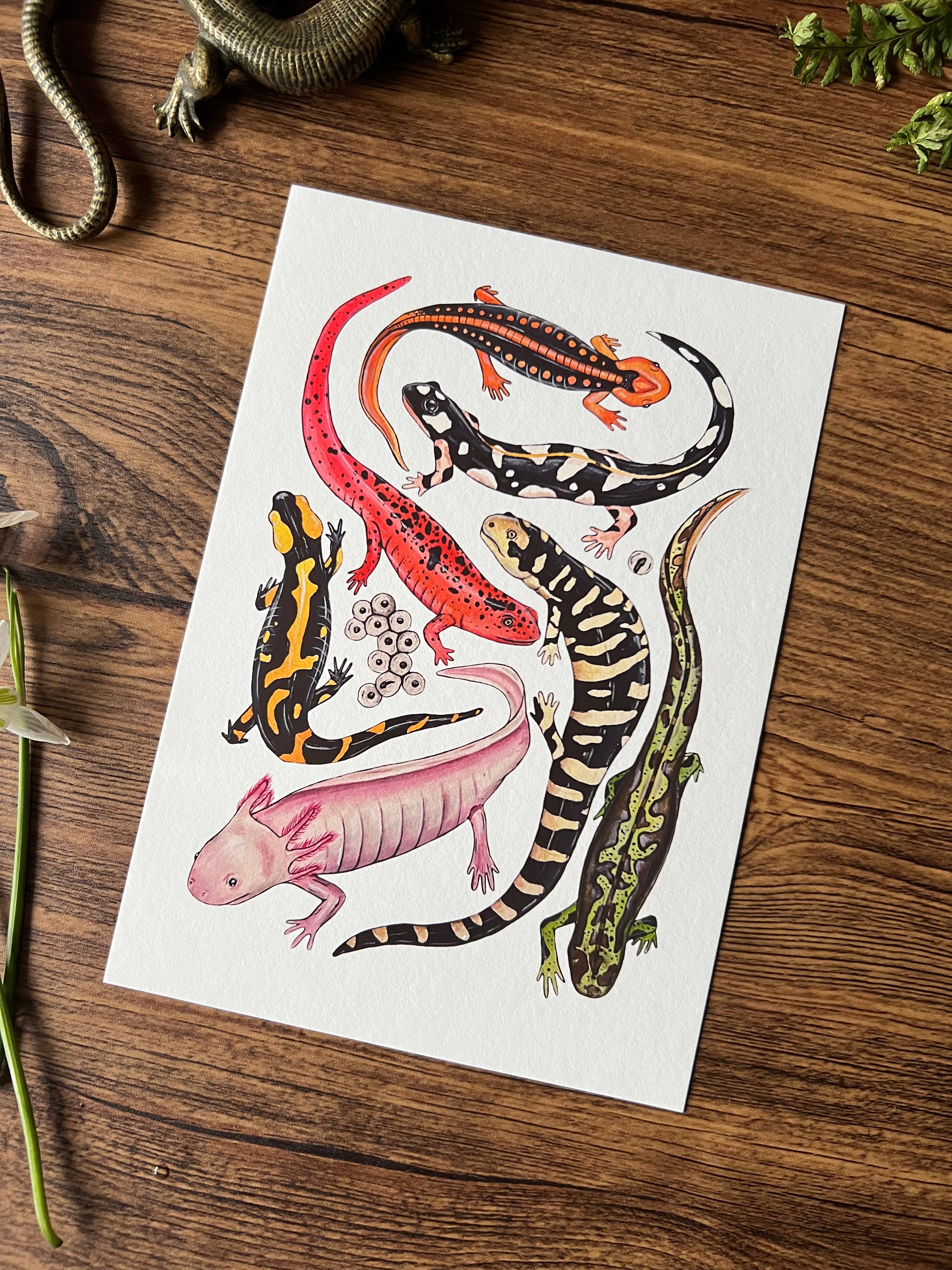 Tansy Moore - Wholesale Art Print - Salamanders, Fine Art Watercolour Print 1