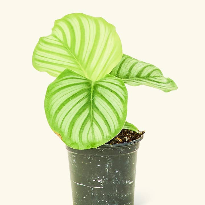 Rooted - Wholesale Live Plant - Orbit Peacock Plant (4" or 6" Pot)