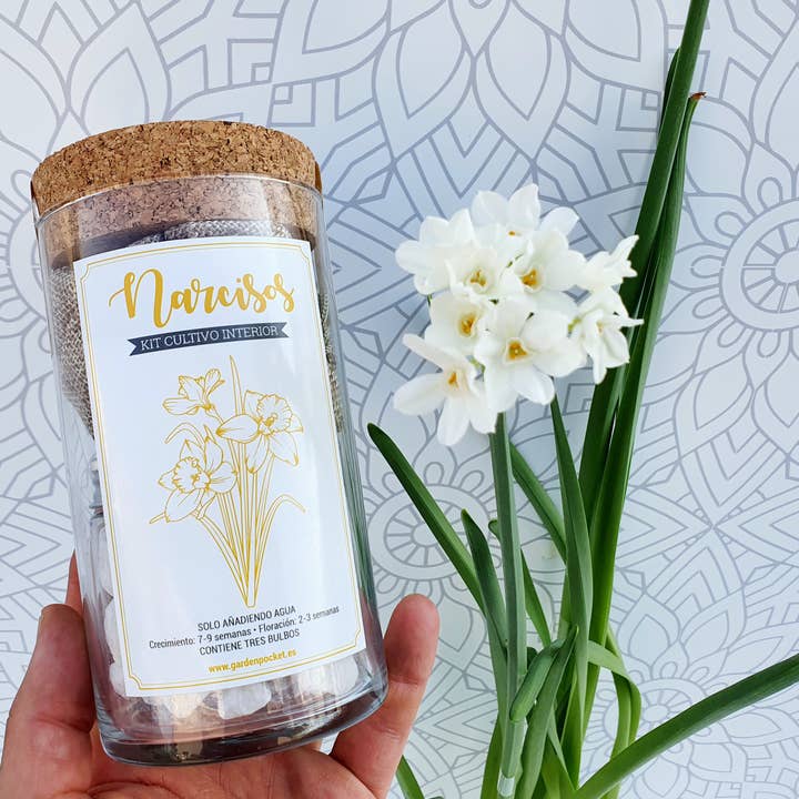 Garden Pocket - Wholesale Plant Seeds - UD-KIT CRYSTAL DAFFODILS6