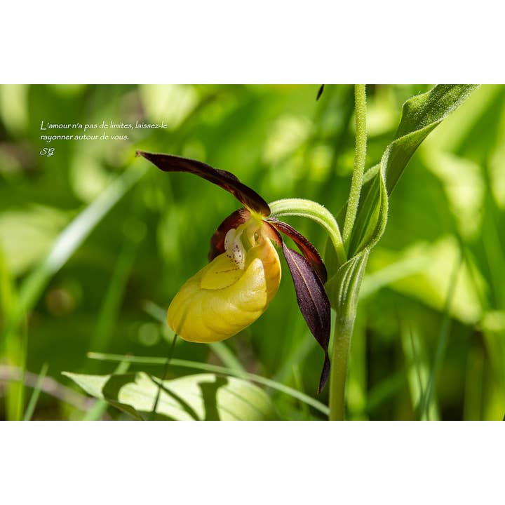 Déesse Vénus pour la vente par L'Ecriture D'Un Regard