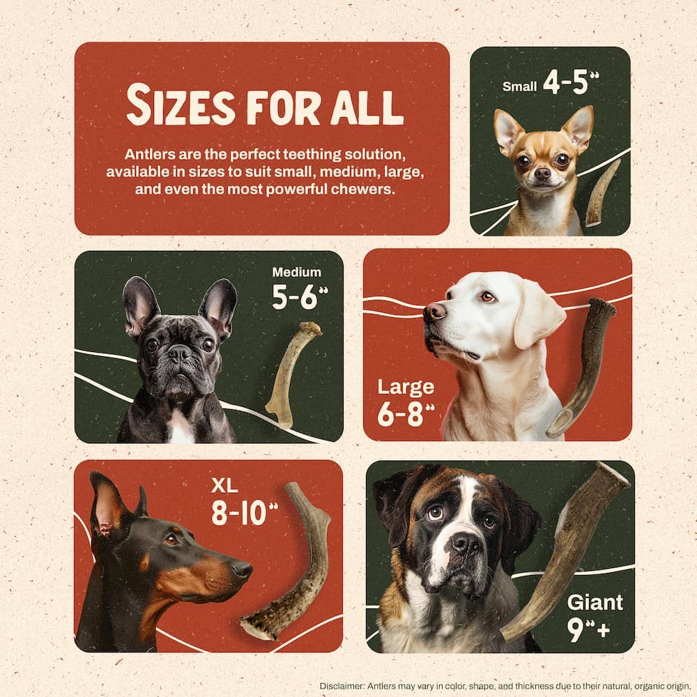 Heartland Antlers - Wholesale Pet Chew Toy - Dog - Deer Antler Chew - Extra Large (65-85 lbs)5