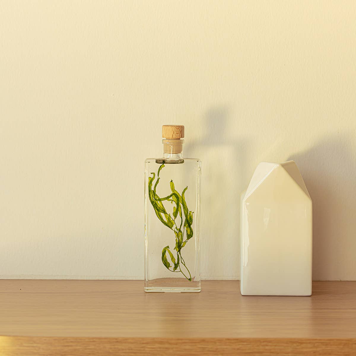 Theophile Berthon - Wholesale Live Plant - The Herbarium Aquatic algae - submerged plant1