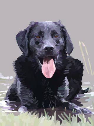 300C Black Lab in Puddle/Periodic Society/Tarjeta de felicitación para venta al por mayor de Periodic Society