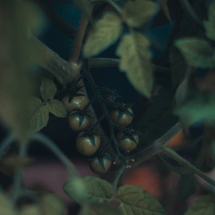 NEREIA - Wholesale Jar/Filled Candle - La Tomate Signature Candle1