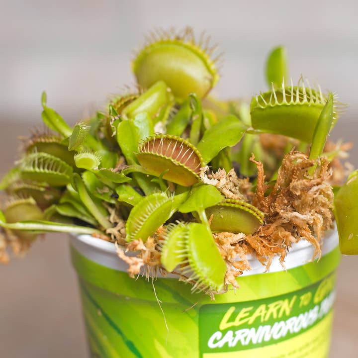 Killer Plant Company - Wholesale Live Plant - Venus Fly Traps w/ Humidity Dome