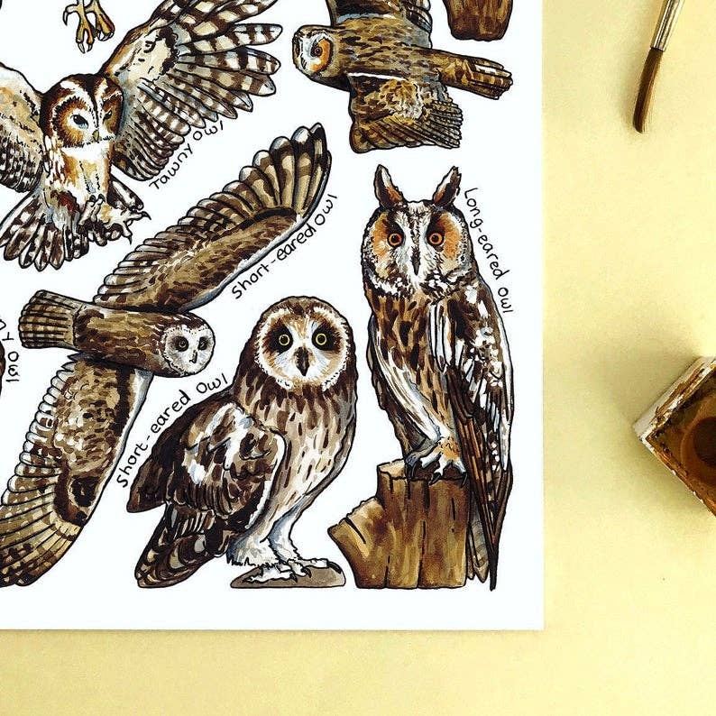 Alexia Claire Ltd – wholesale Postcard – Owls of Britain Art Blank Postcard3