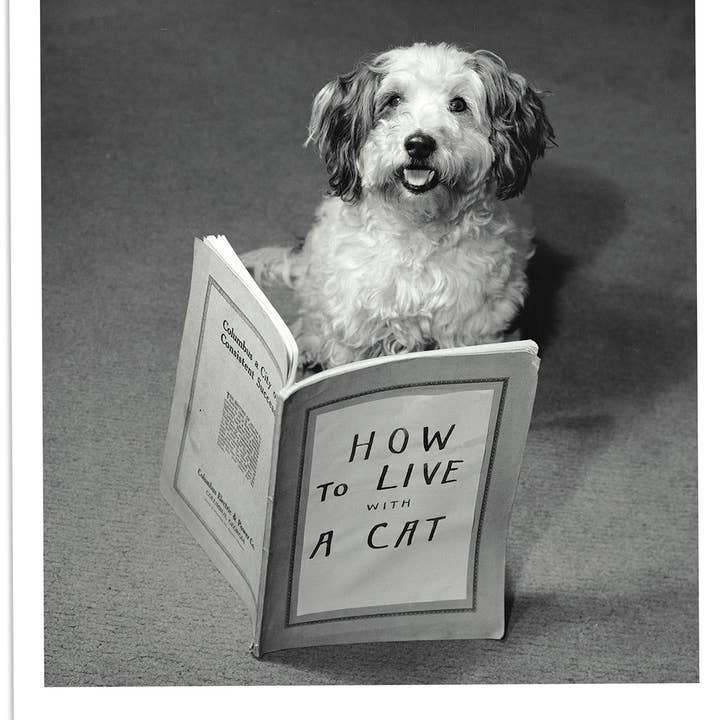 The Cat's Roommate Happy Birthday Card for wholesale by Palm Press