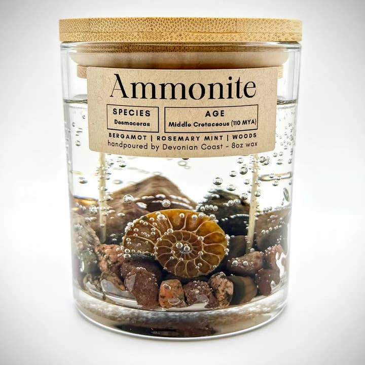 Devonian Coast - Wholesale Novelty Candle - Ammonite Fossil Gel Candle – Large 8oz Wax1