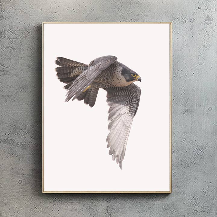 Peregrine falcon - A4 Print (portrait) for wholesale by Hidden Planet
