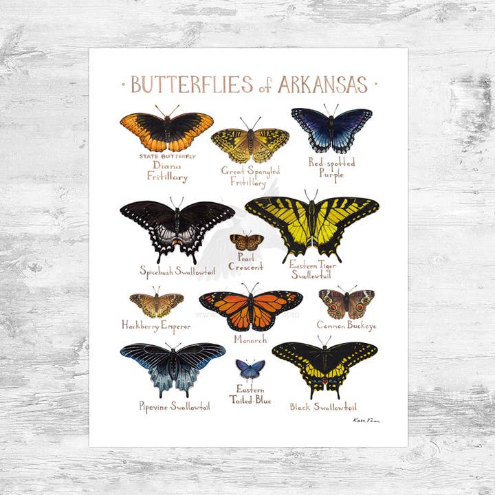 Arkansas 8x10 Butterflies Field Guide Art Print for wholesale by Kate Dolamore Art