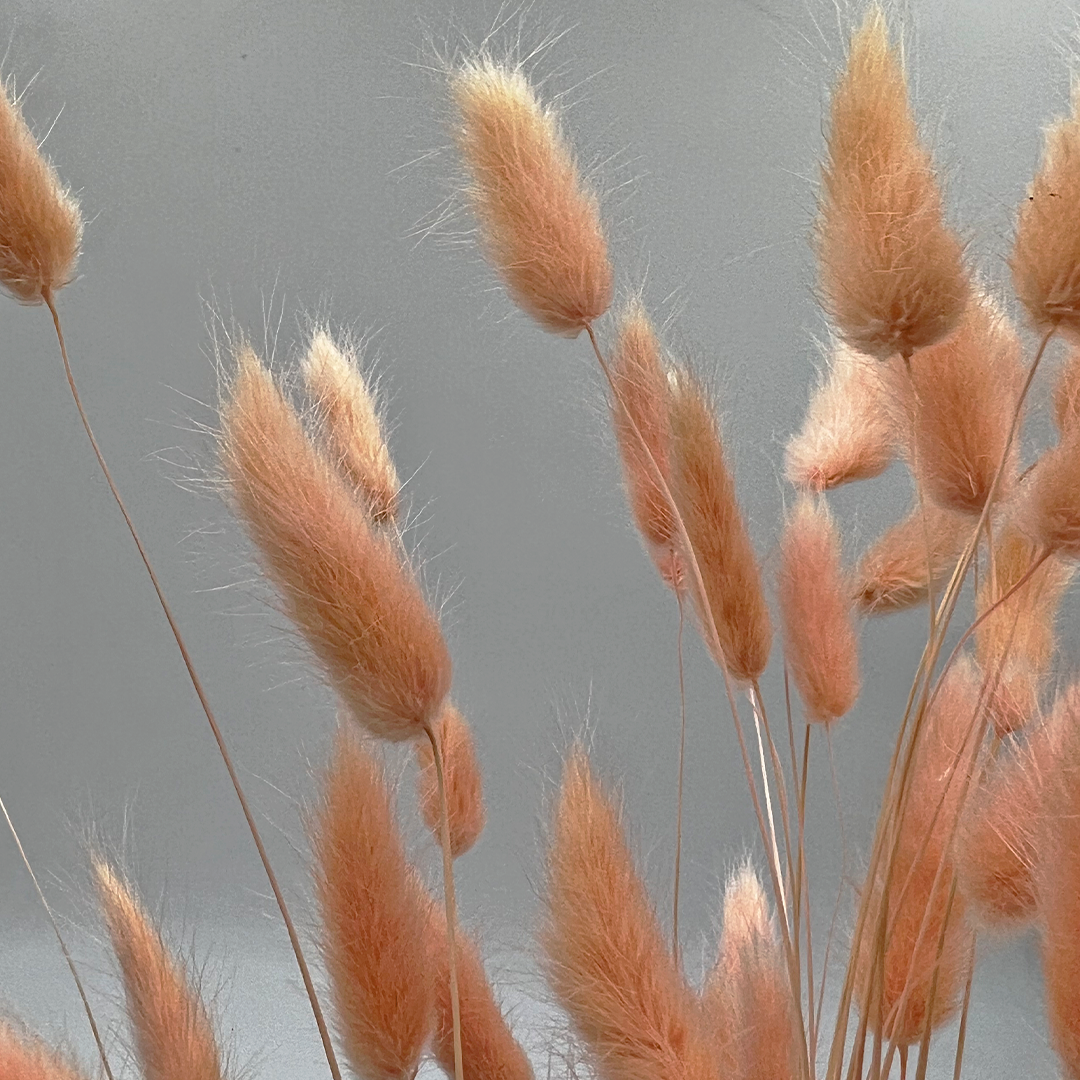 2626 Designs - Wholesale Dried/Pressed Flowers - Bunch Dried Bunny Tails Grass-20-24"  apx 1 oz1