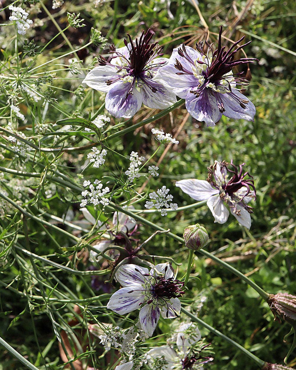 Plantgem - Wholesale Plant Seeds - Love in a Mist Delft Blue - 100 Seeds2
