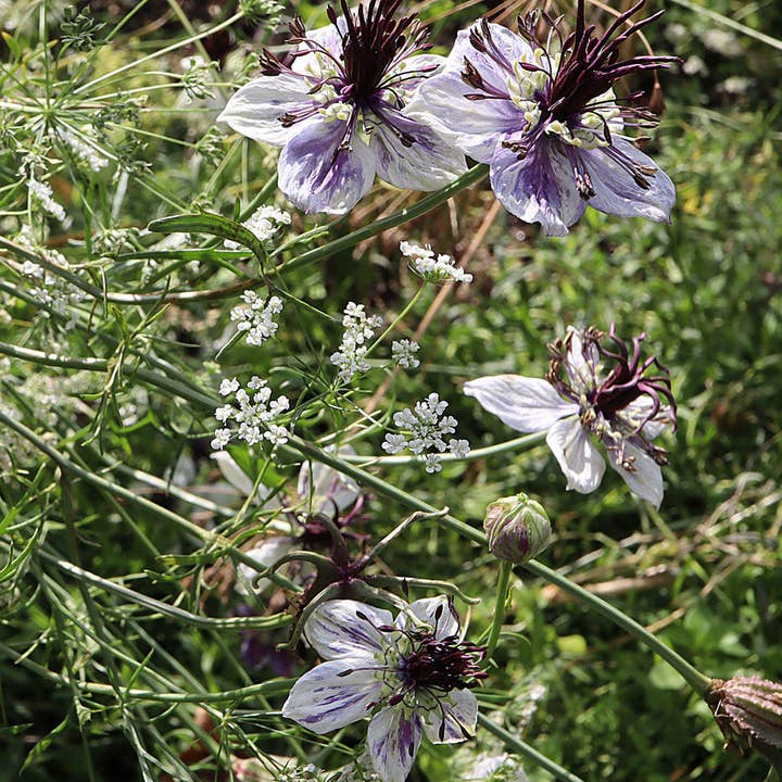 Plantgem - Wholesale Plant Seeds - Love in a Mist Delft Blue - 100 Seeds2