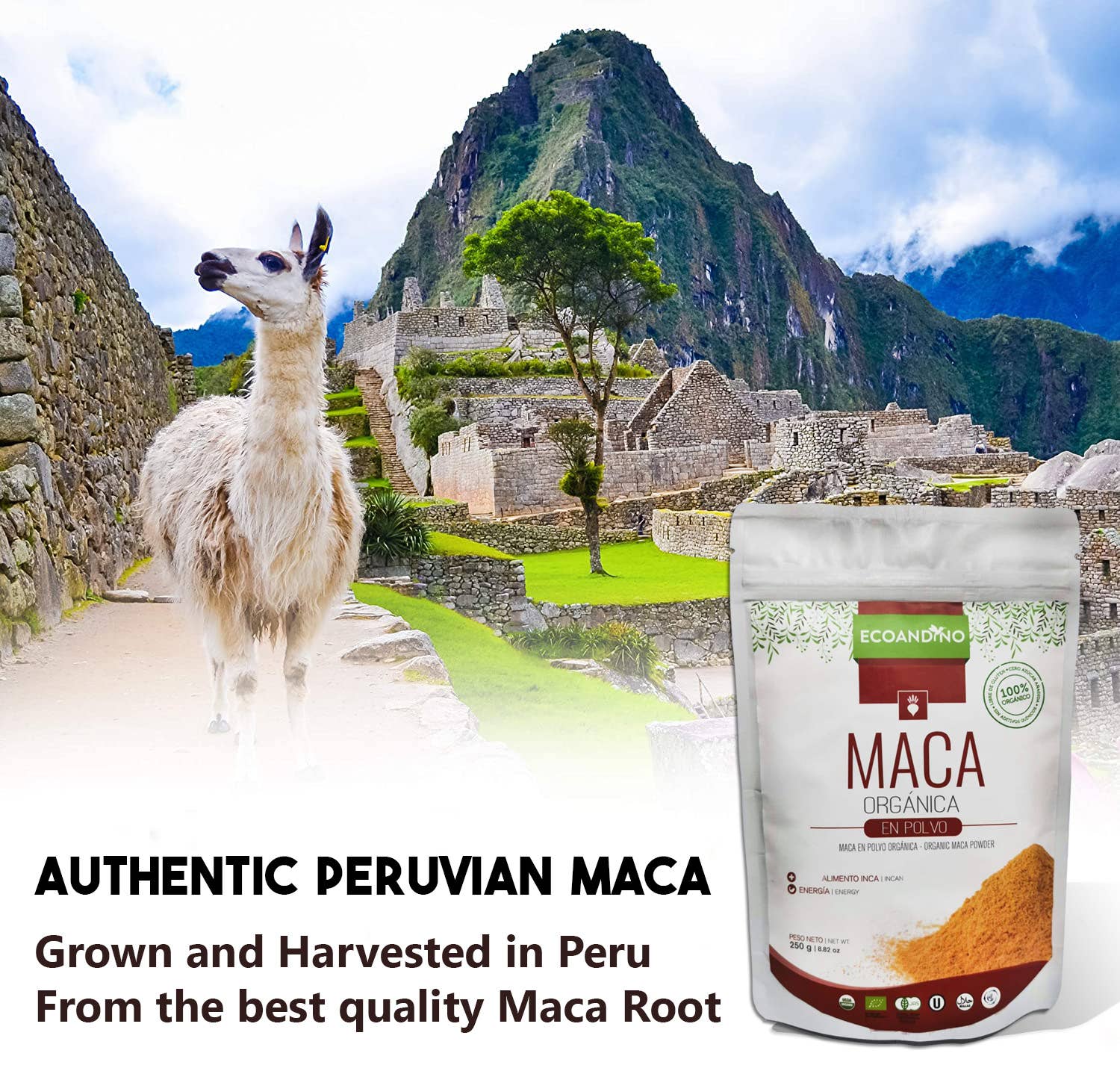 Ganesa Trading - Vendita all'ingrosso Proteine/superfood in polvere - Polvere di radice di maca biologica importata dal Perù, USDA6