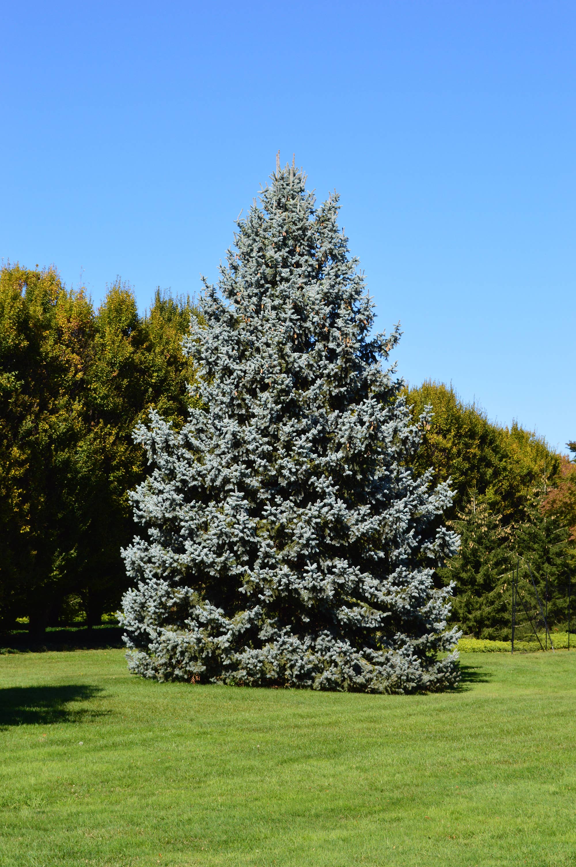 The Jonsteen Company - Wholesale Live Plant - Blue Spruce | Packaged Live Trees6