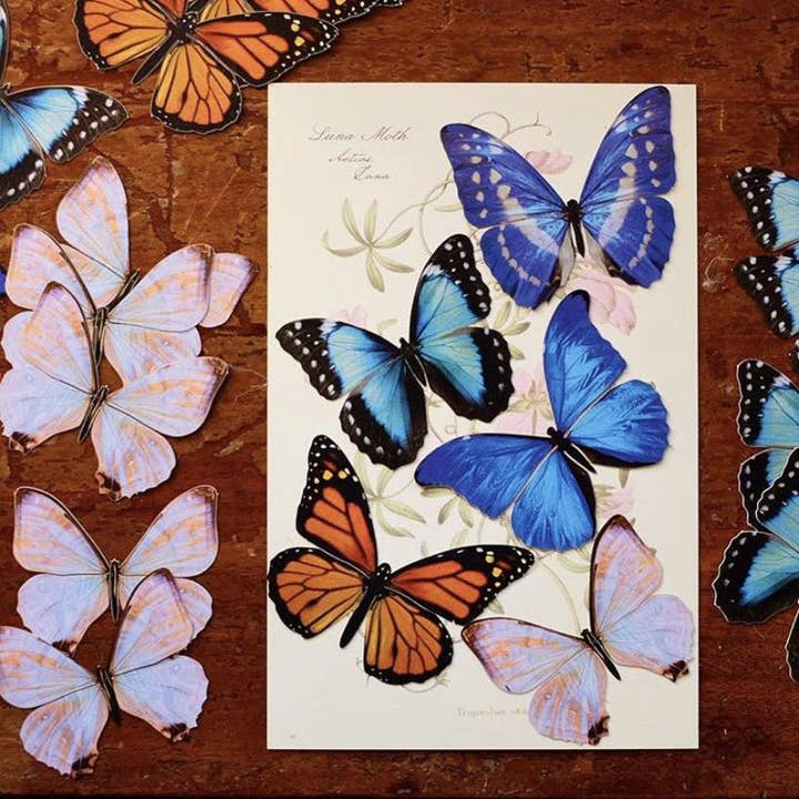Moth and Myth – wholesale Utskärningar – Morfos och monark fjäril Set