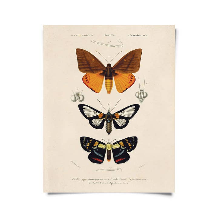 Vintage d'Orbigny Moth Insect Print w/ optional frame for wholesale by Curious Prints
