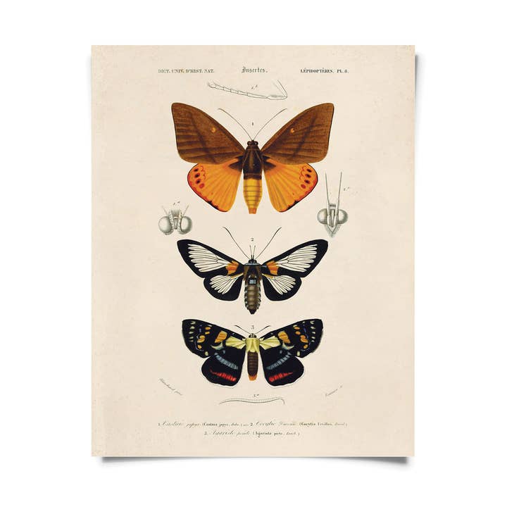 Curious Prints - Wholesale Art Print - Vintage d'Orbigny Moth Insect Print w/ optional frame