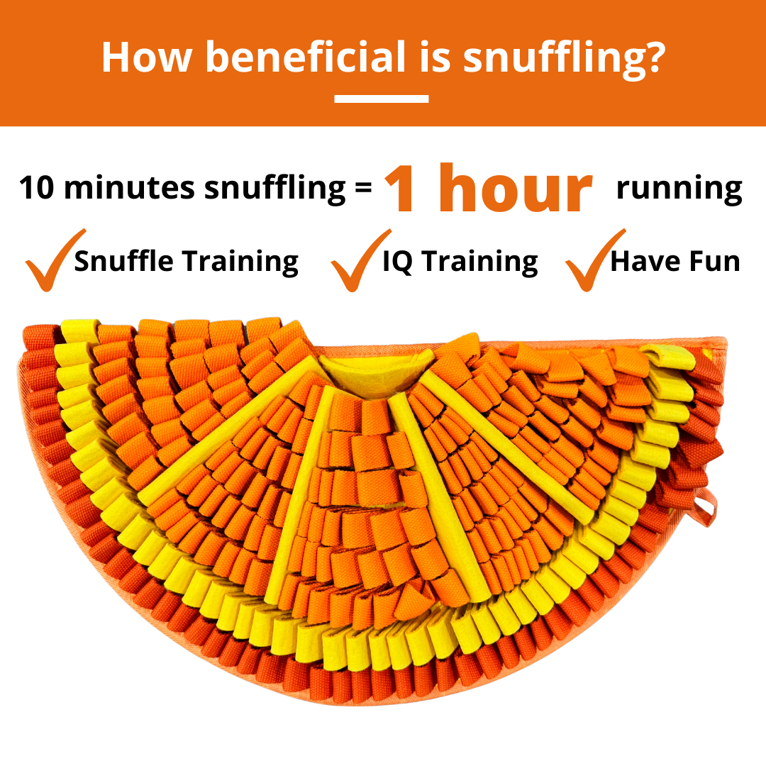 PawzNDogz – wholesale Pet food mat – Dog – Tangy Orange™ Snuffle Mat | Challenge Level 21