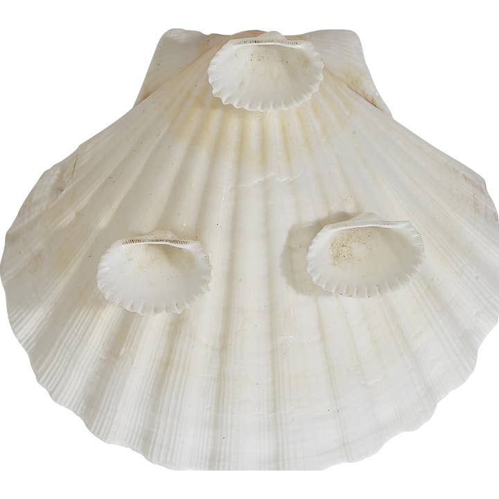 HS Seashells - Wholesale Decorative Plate/Dish/Bowl - Irish Deep Scallop 4" Dish w/ Clam Legs