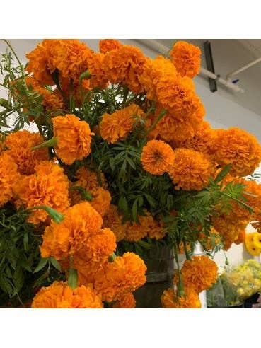 Marigolds Orange 6 bunches for wholesale by Florasource