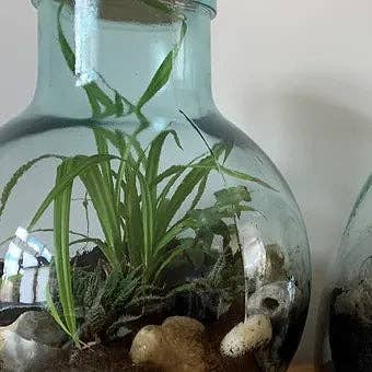 Terrario Aran con Tapa de Corcho 31cm Redondo para venta al por mayor de Jarapa