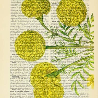 PRRINT! - Vendita all'ingrosso Stampa artistica - Arte botanica del fiore di calendula africana2