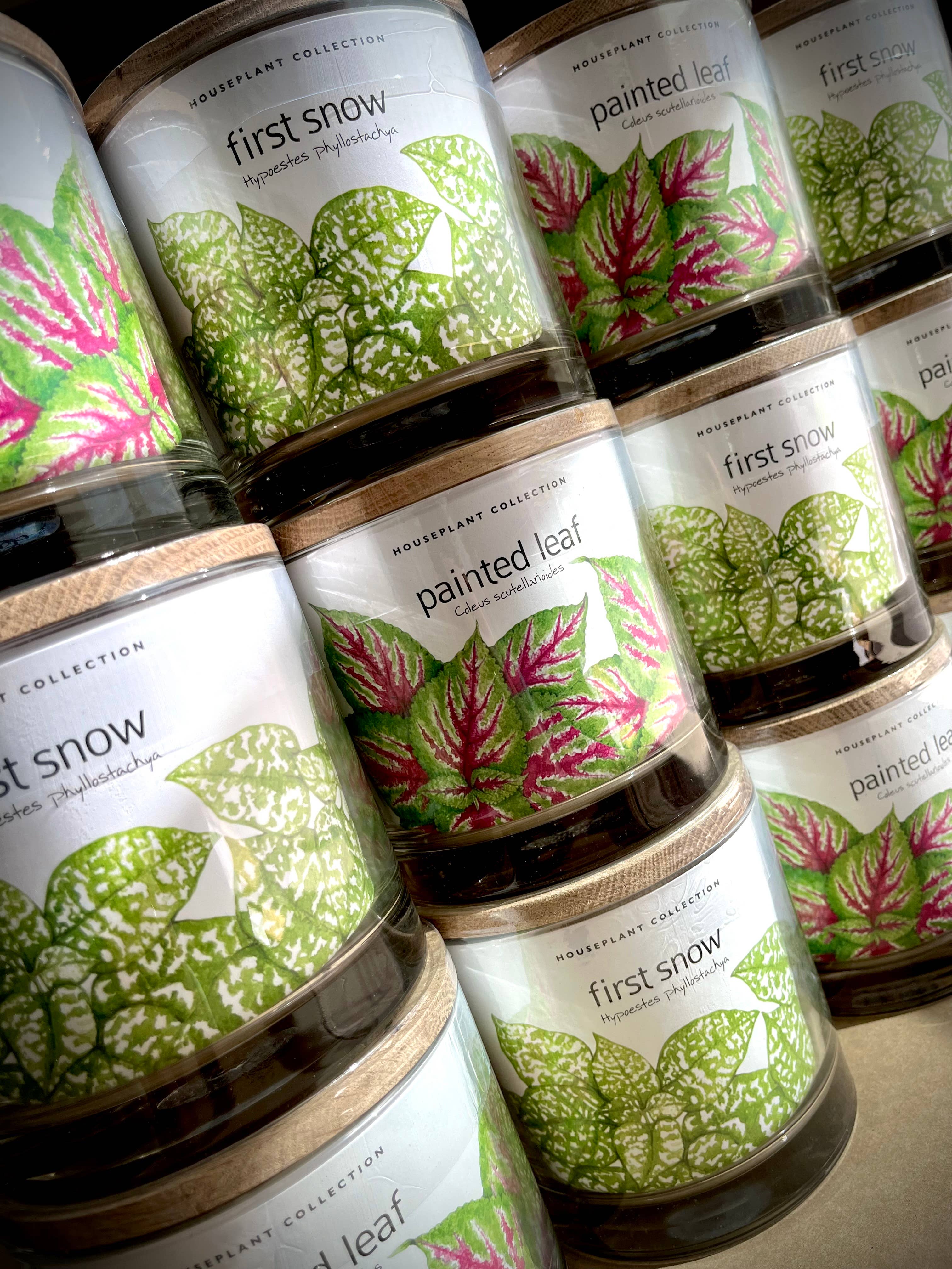 Potting Shed Creations, Ltd. - Wholesale Live Plant - Houseplant Collection | First Snow | Polka Dot Plant5