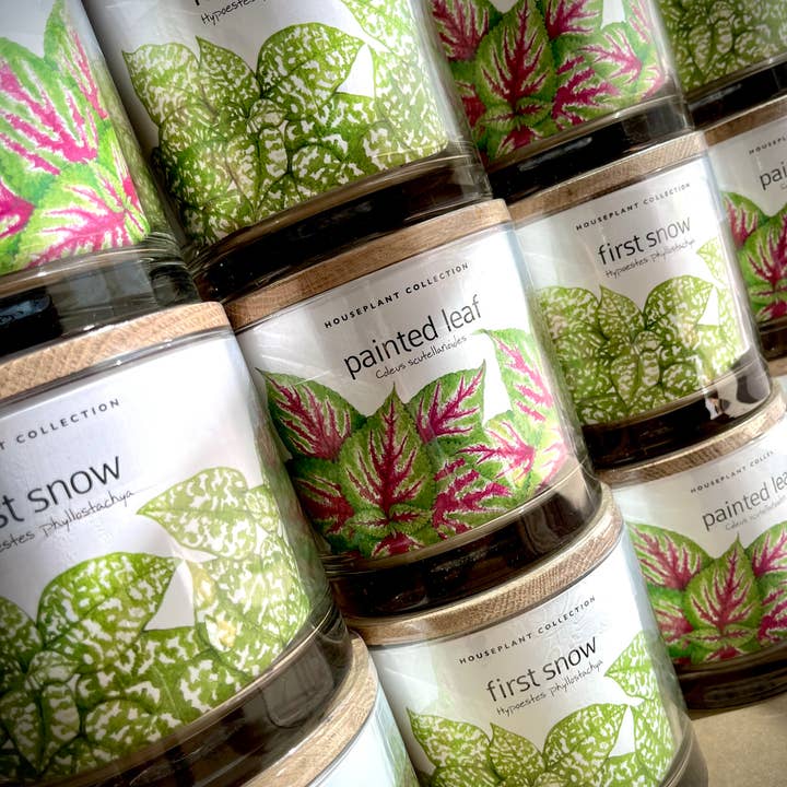 Potting Shed Creations, Ltd. - Wholesale Live Plant - Houseplant Collection | First Snow | Polka Dot Plant5