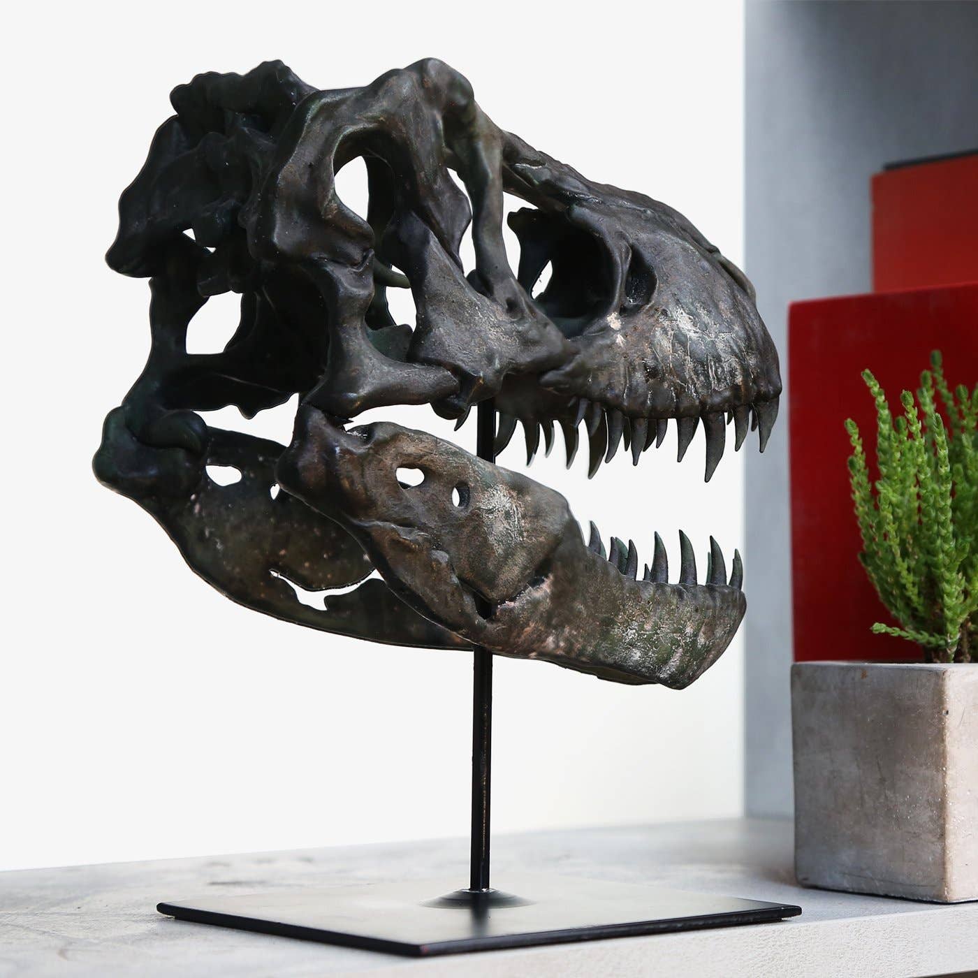 Curated Studio – wholesale Dekorativt bordsobjekt – 3D-modell och stativ av Tyrannosaurus Rex-skalle4