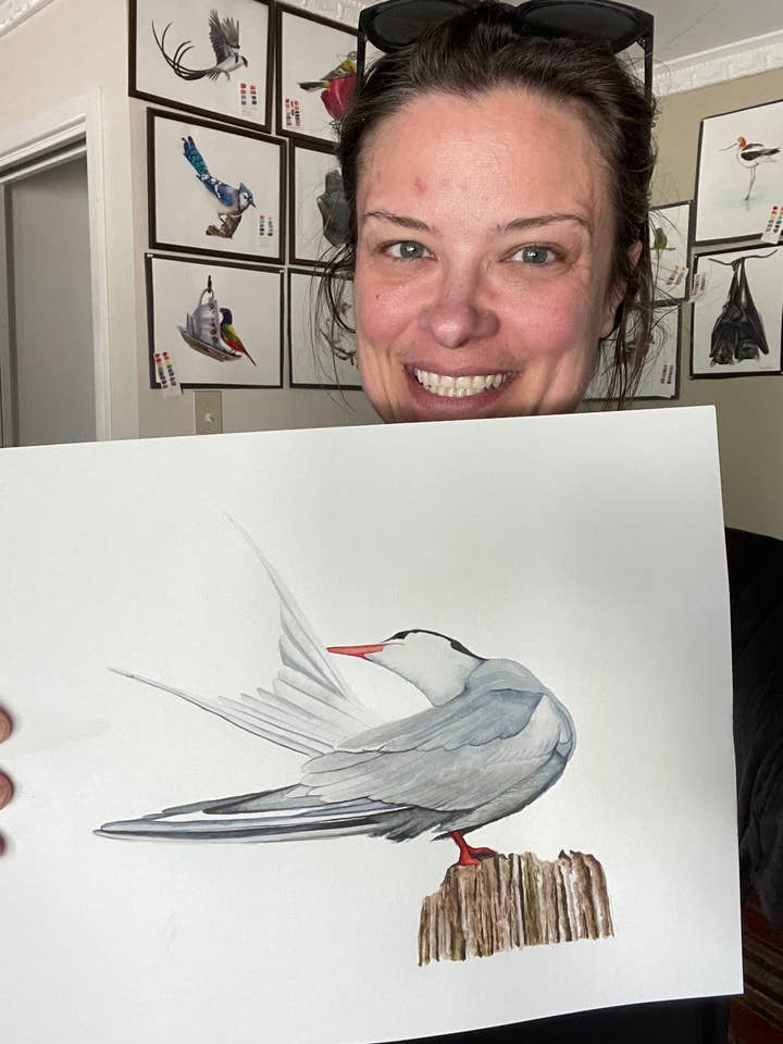 Common Tern - Giclee Print for wholesale by Bird Art by KB