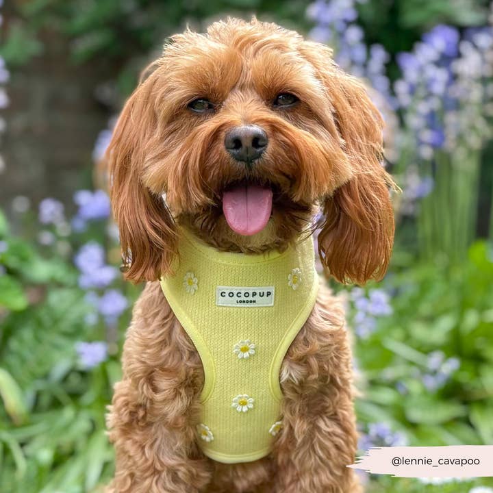 Cocopup London - Wholesale Pet Harness - Dog - Buttercup Pup Adjustable Neck HARNESS12