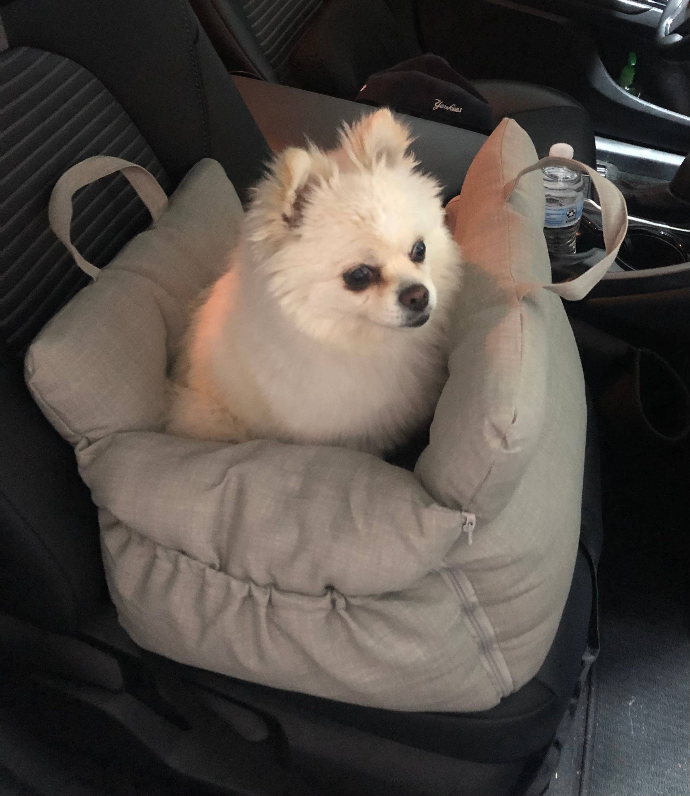 FurRoom - Wholesale Pet Carrier - Cat/Dog - All in One Pet Car Booster Seat, Carrier, Bed for small pets8