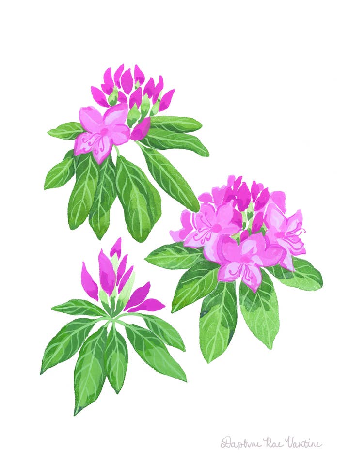Rhododendron Botanical Art Print – Flower Wall Decor for wholesale by Daphne Rae Creative