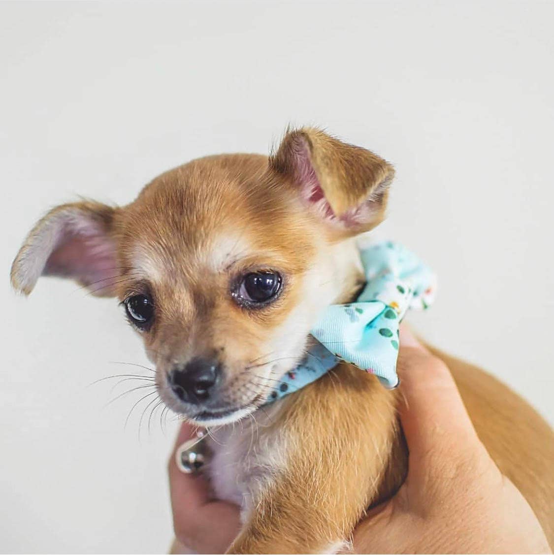 Coco and Pud – wholesale Halsband - Hund – Coco & Pud franska Azure-hundkrage3