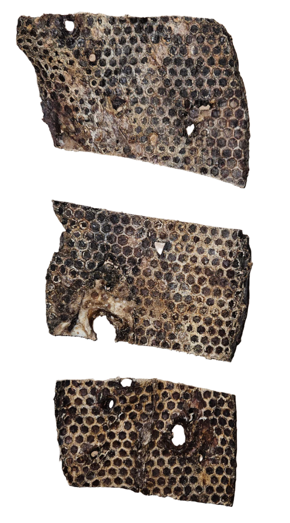 Blue's Colorado - Wholesale Pet Treats - Dog - Pet Provisions Lamb Lung Steaks 4kg [8.81lb] box1