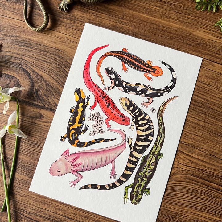 Tansy Moore - Wholesale Art Print - Salamanders, Fine Art Watercolour Print 2