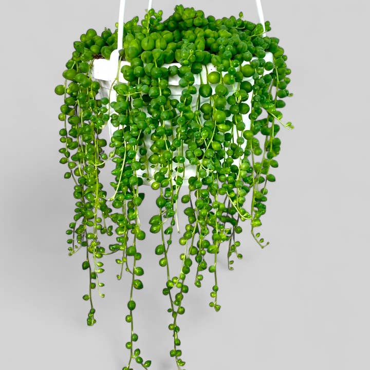 Plant Vault - Wholesale Succulent - String of Pearls