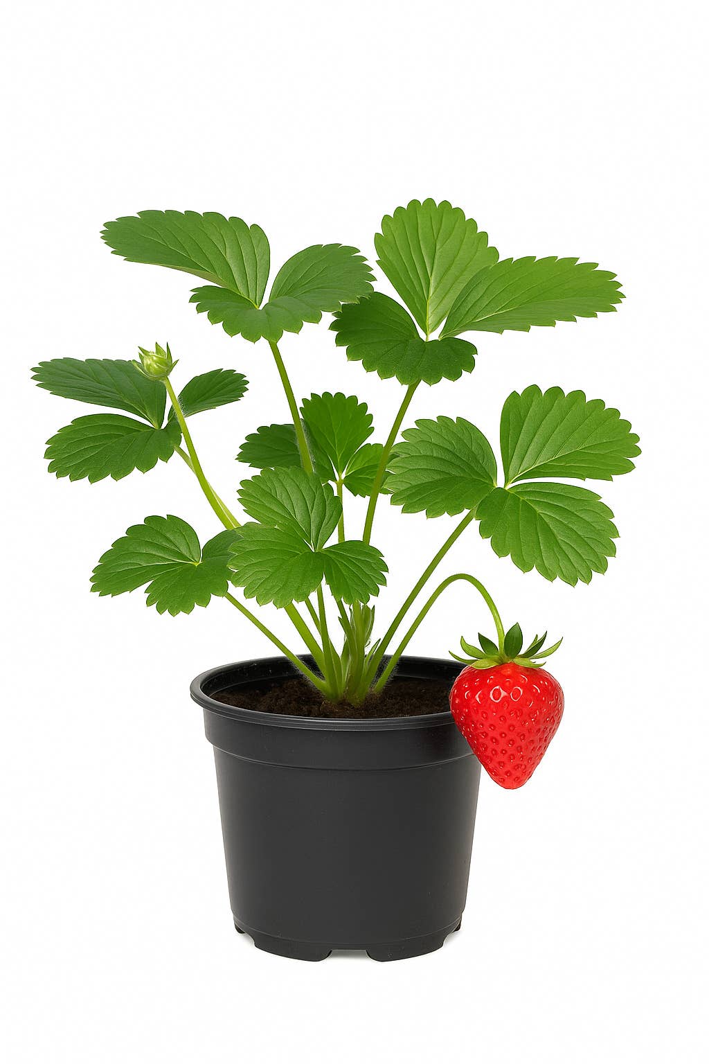 Oasis of Life - Wholesale Live Plant - Strawberry Fragaria x ananassa 'Sonata' – high-yielding, aromatic garden strawberry – robust variety for garden & balcony – hardy, easy to care for & sweet in taste