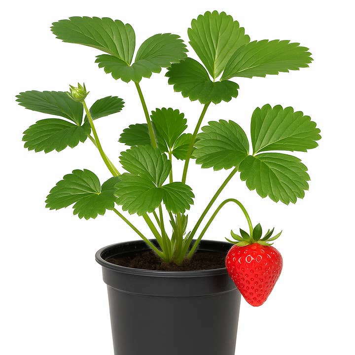Oasis of Life - Wholesale Live Plant - Strawberry Fragaria x ananassa 'Sonata' – high-yielding, aromatic garden strawberry – robust variety for garden & balcony – hardy, easy to care for & sweet in taste0