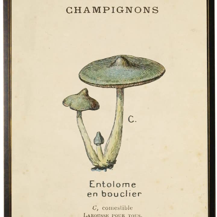 Teal Champignons Mushroom for wholesale by Antique Curiosities Inc